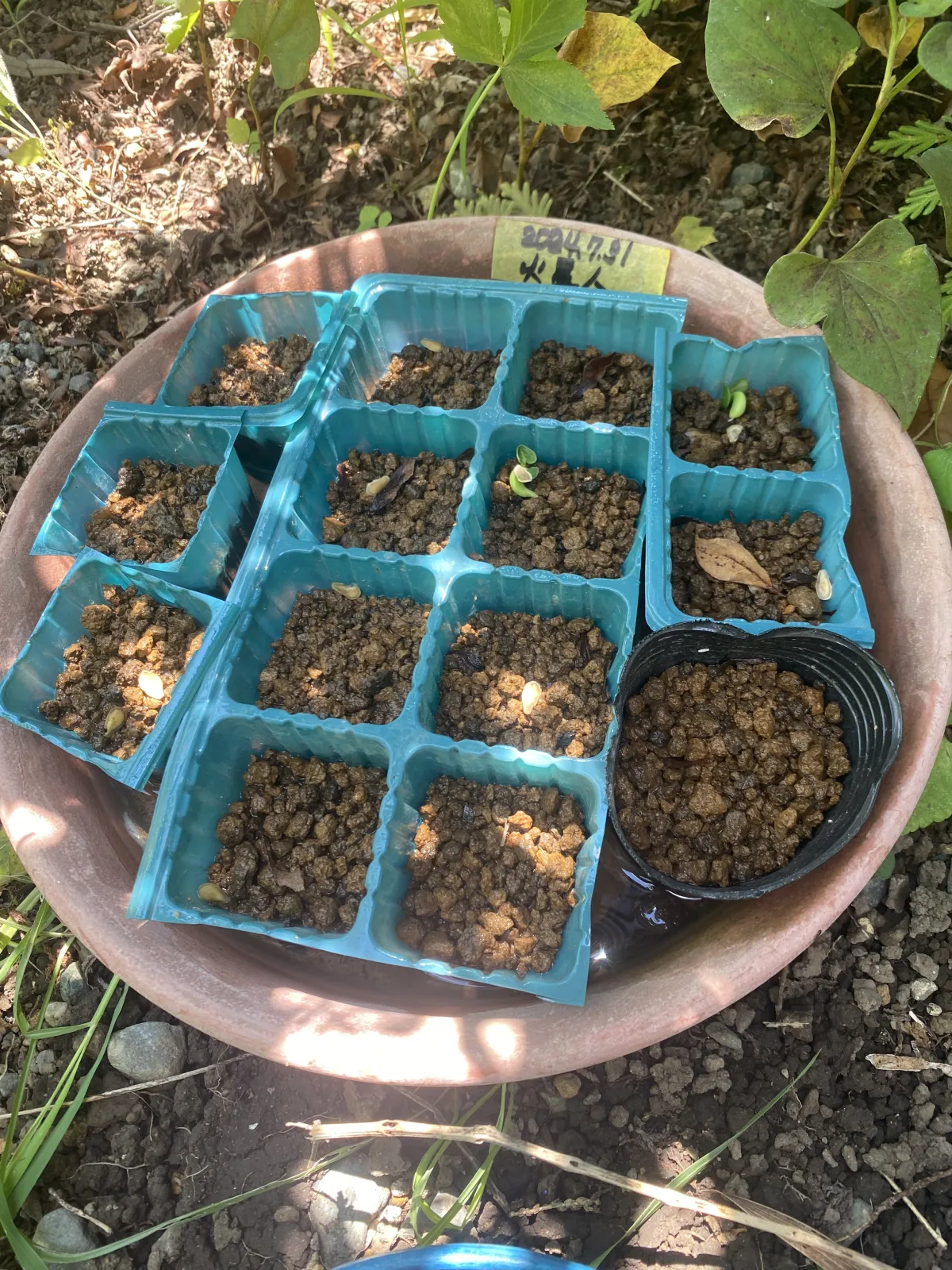 Fockea edulis (フォッケア 火星人)