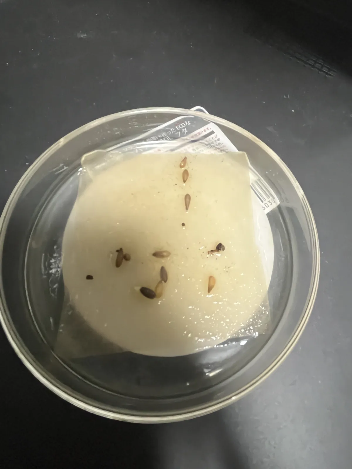 Pachypodium bispinosum (パキポディウム ビスピノーサム)