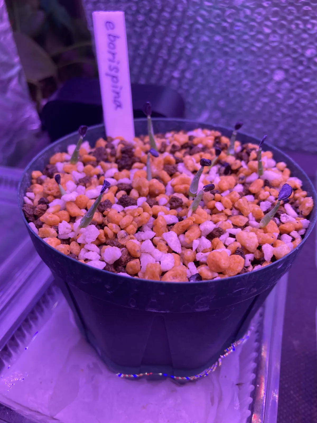 Agave utahensis var. eborispina (アガベ エボリスピナ)