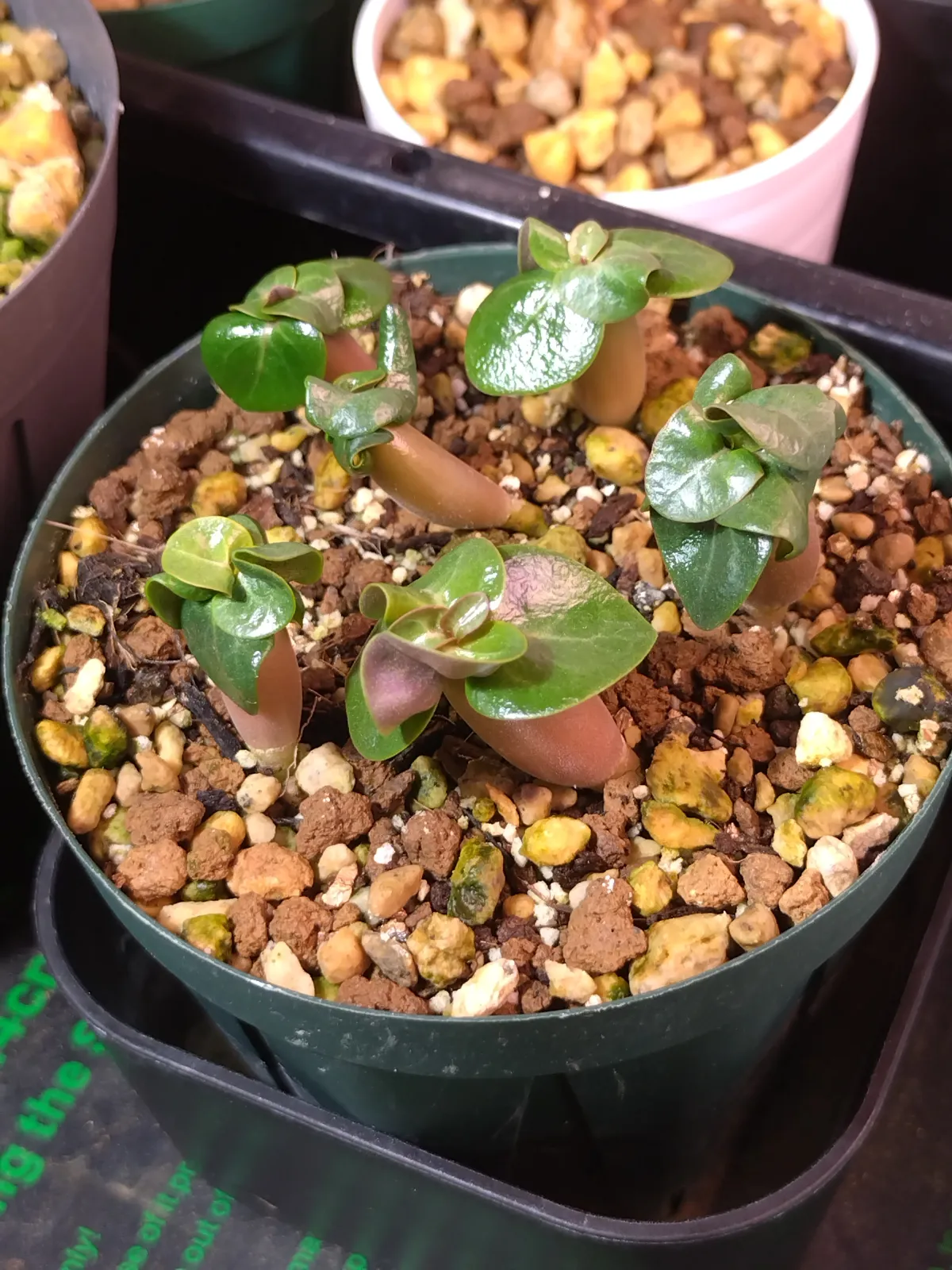 Adenium obesum thai socotranum DHA (アデニウム タイソコ DHA)