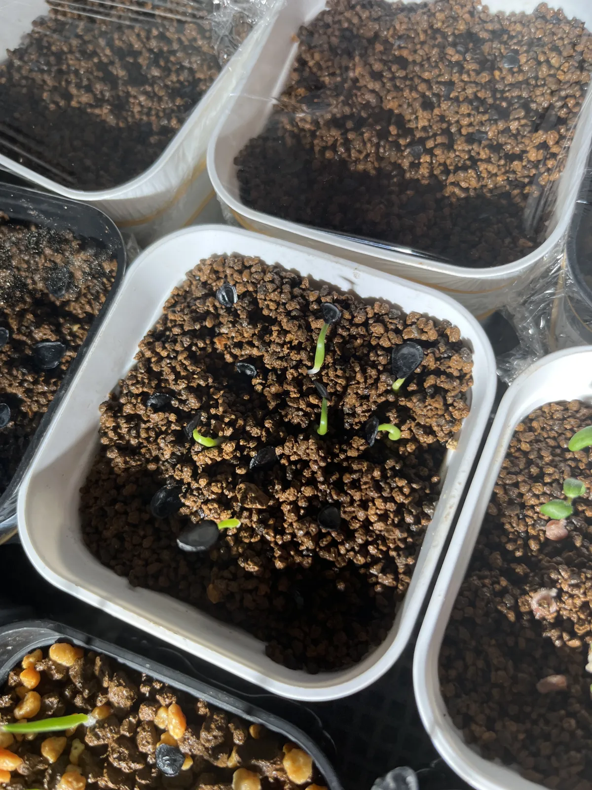  アガベ ミックス Agave Mix