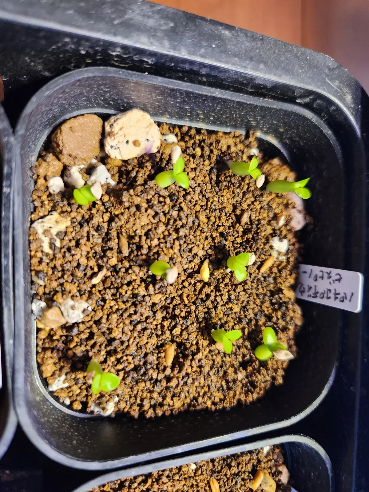 Pachypodium bispinosum (パキポディウム ビスピノーサム)