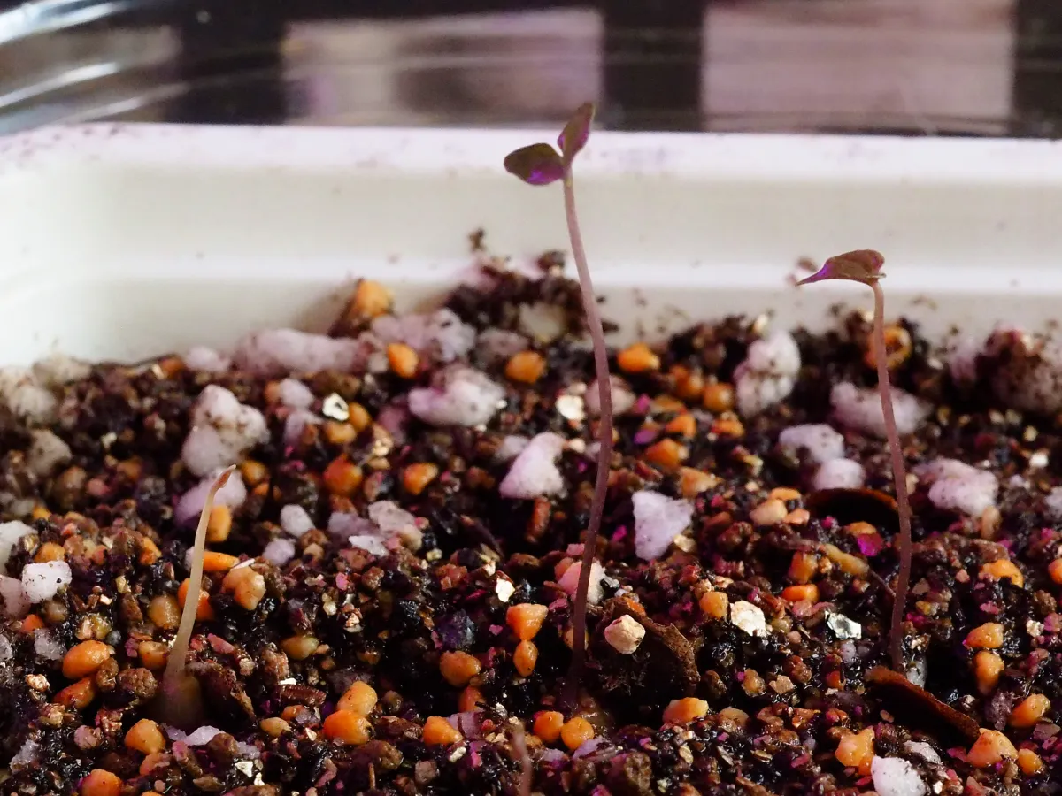 Dioscorea elephantipes (ディオスコレア エレファンティペス アフリカ亀甲竜)