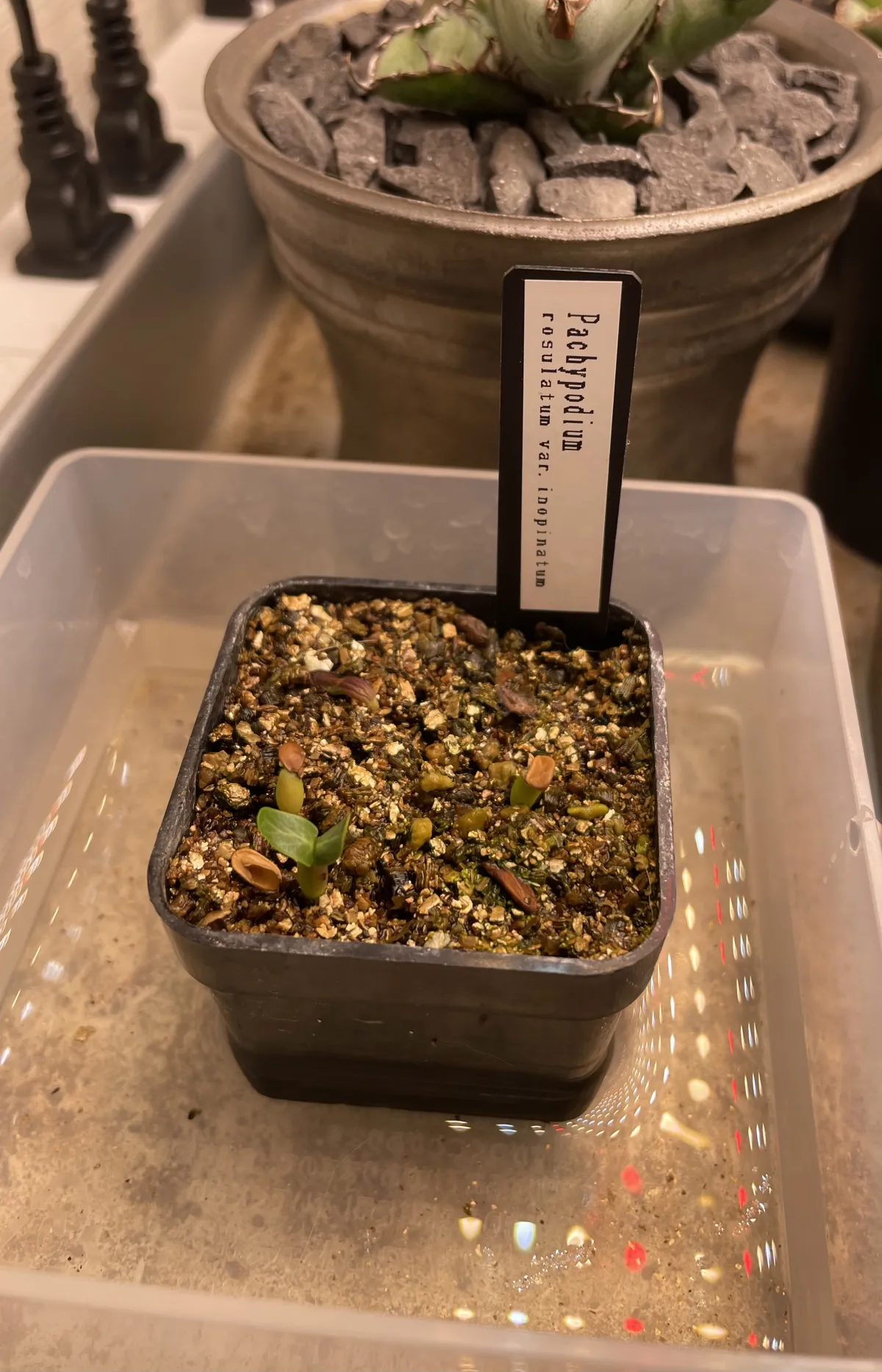 Pachypodium rosulatum var. inopinatum (パキポディウム イノピナツム)