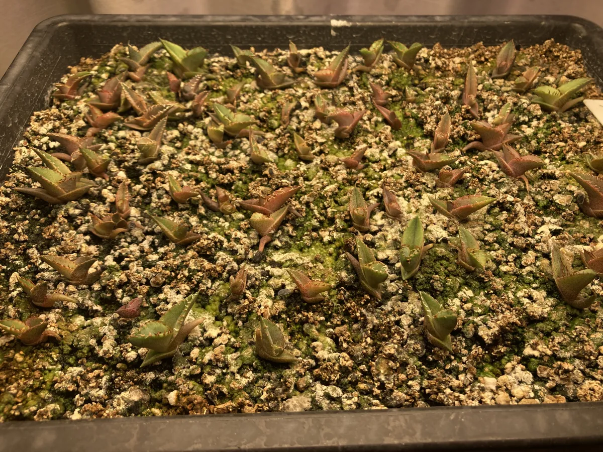 Agave titanota 'Blue' (アガベ チタノタブルー)