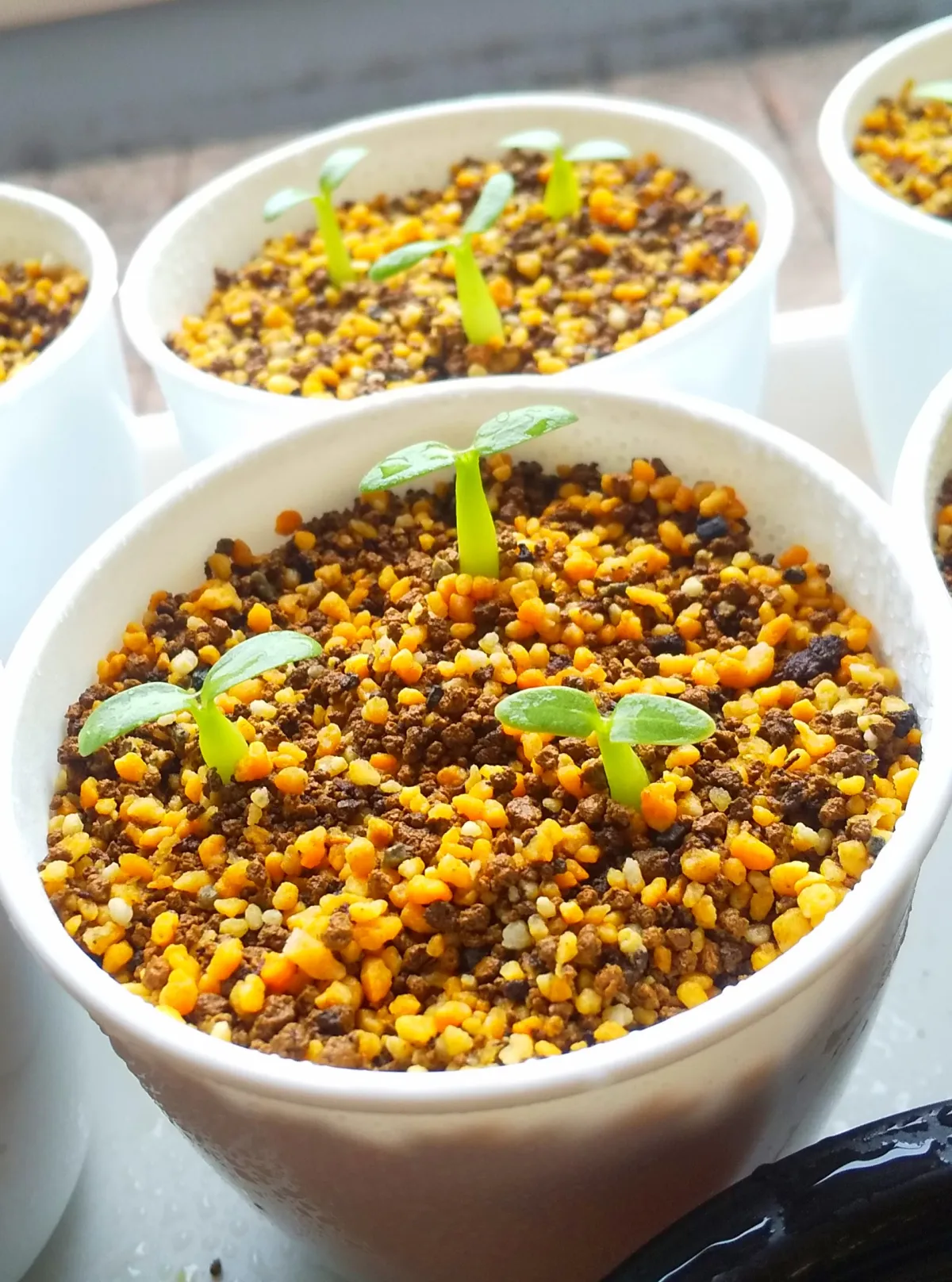 Pachypodium rosulatum var. gracilius (パキポディウム グラキリス)