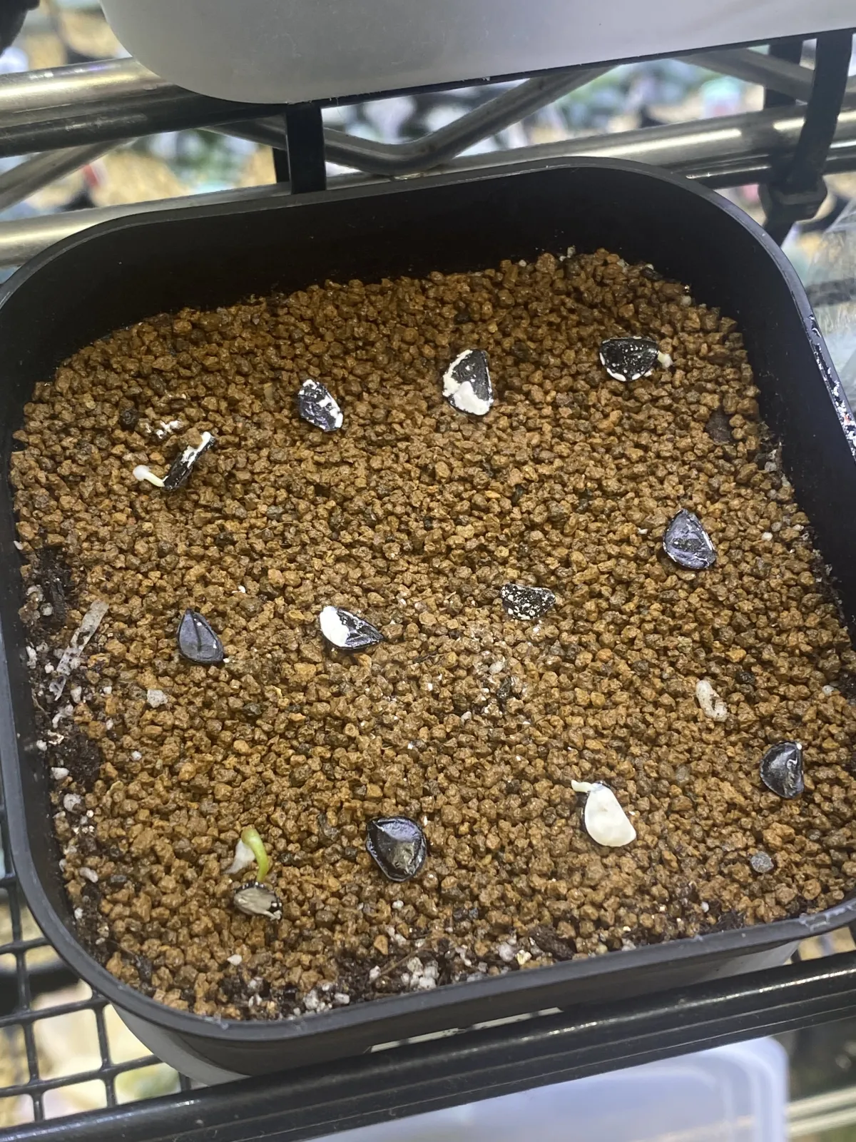 Agave potatorum Purple Haze (アガベ パープルヘイズ)