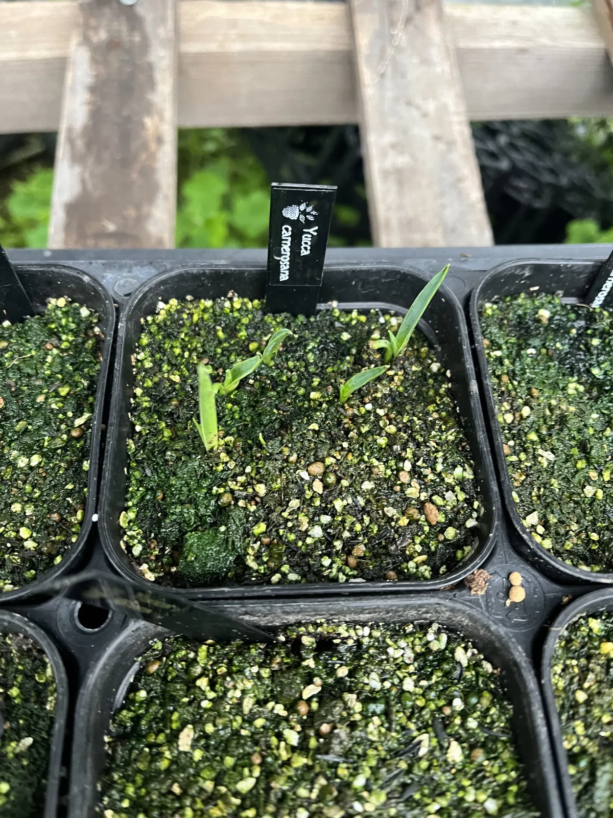 Yucca carnerosana (ユッカ カルネロサーナ)