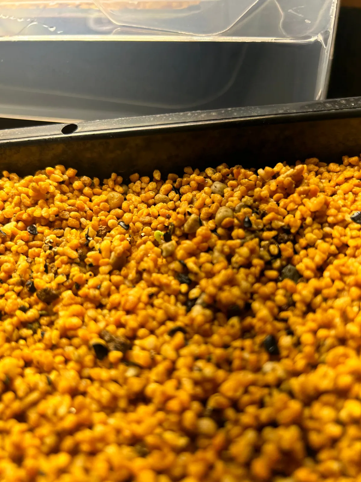 Agave oteroi (アガベ オテロイ)