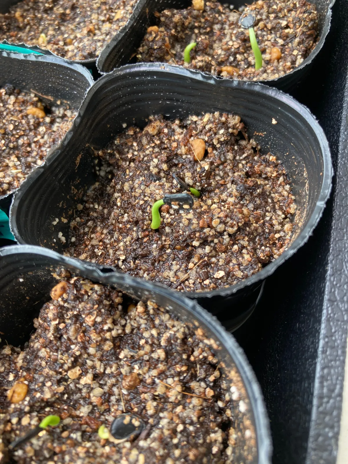 Agave parryi var. huachucensis 'Wakefield' (アガベ パリー ウェイクフィールド)