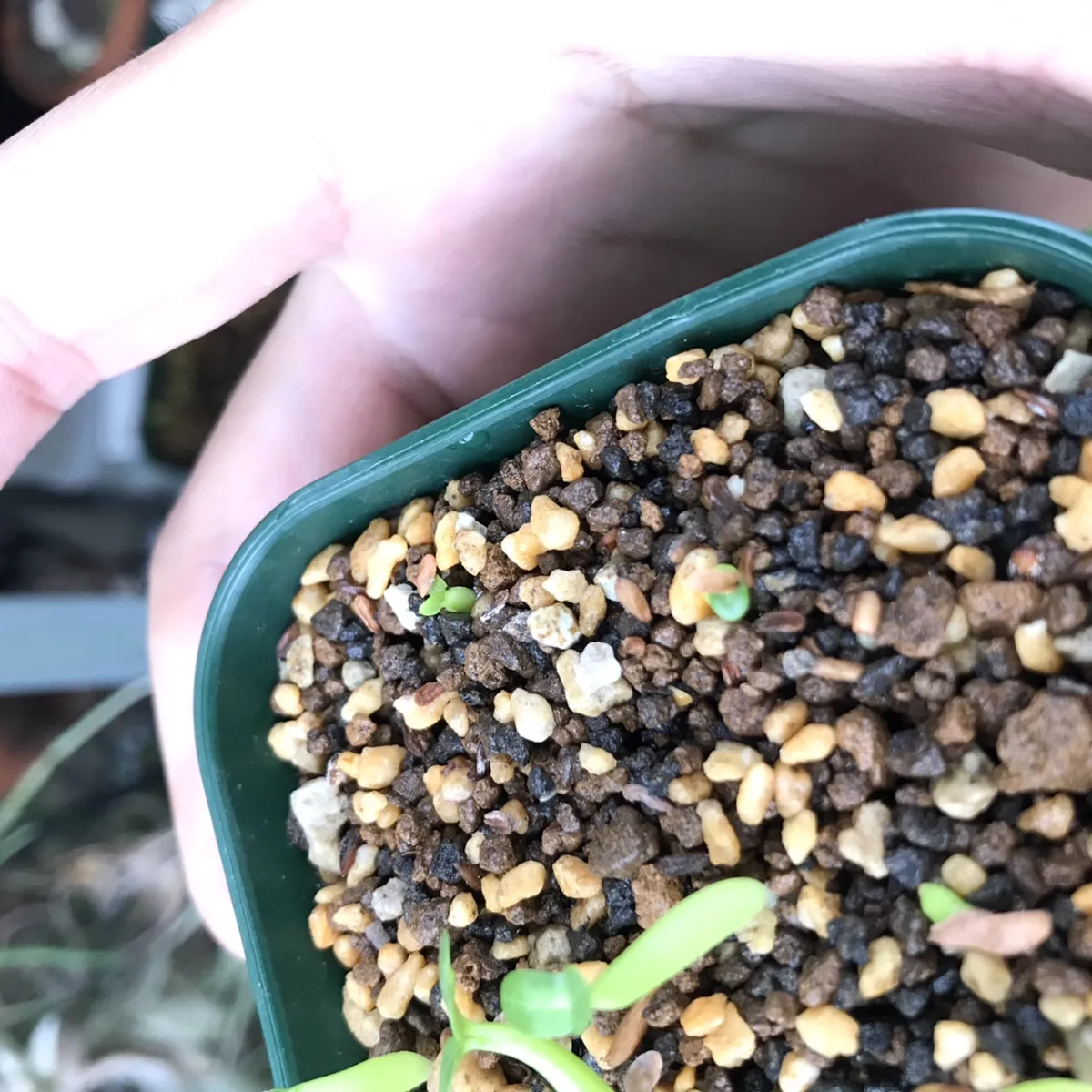 Pachypodium brevicaule ssp. brevicaule