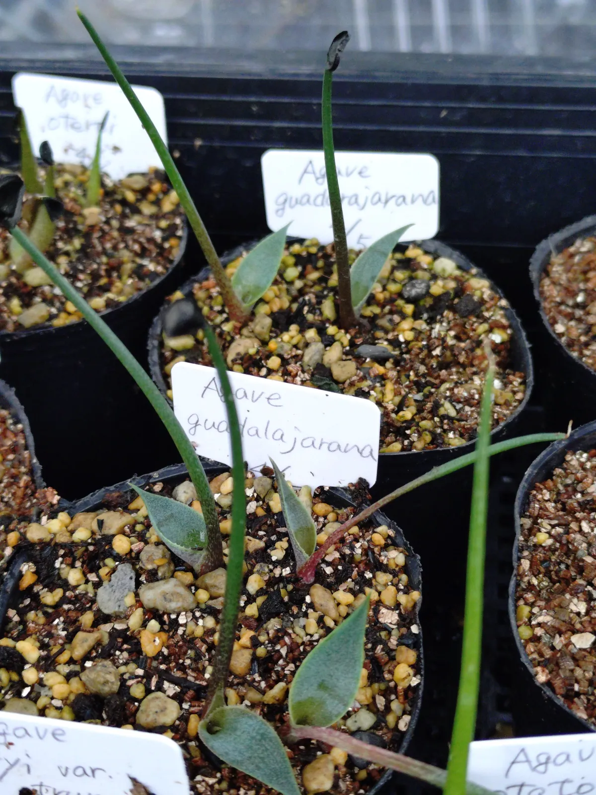 Agave guadalajarana (アガベ グアダラハラナ)