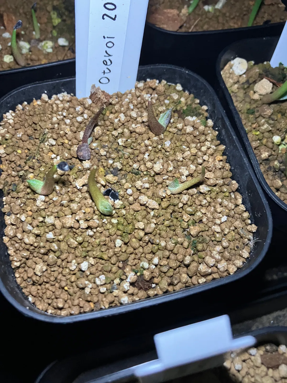 Agave oteroi (アガベ オテロイ)