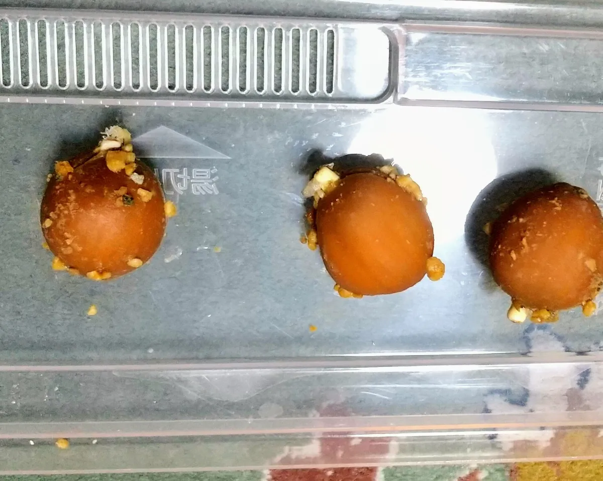 Dioon edule (ディオーン エデューレ)