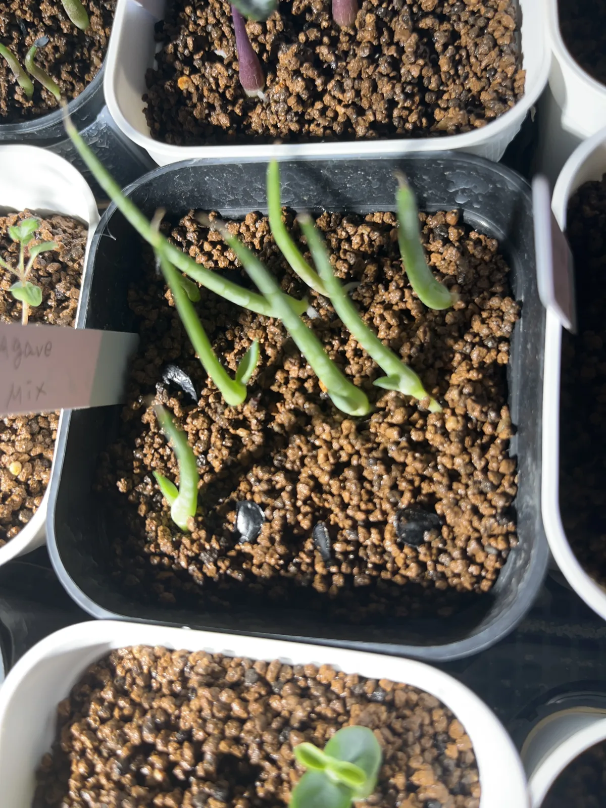  アガベ ミックス Agave Mix