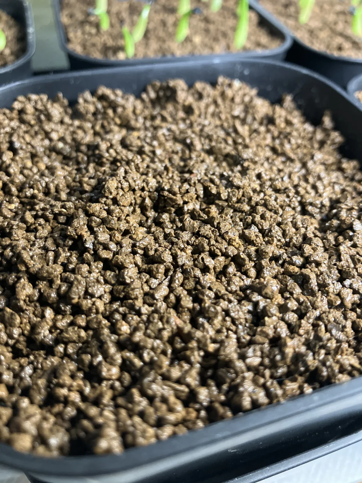 [無料種子] 発芽難 パキポディウム グラキリス　 Pachypodium rosulatum var. gracilius