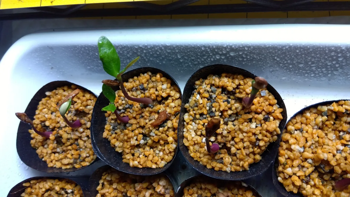 Petopentia natalensis (ペトペンチア ナタレンシス)