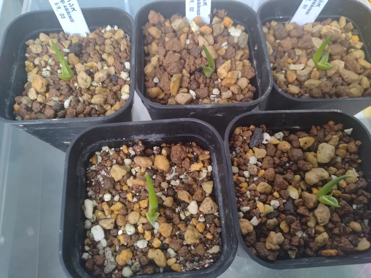 Agave utahensis ssp. utahensis (アガベ ユタエンシス)