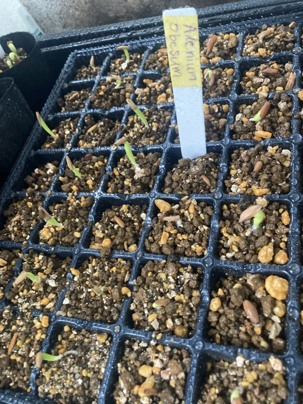 Adenium obesum (アデニウム オベスム)