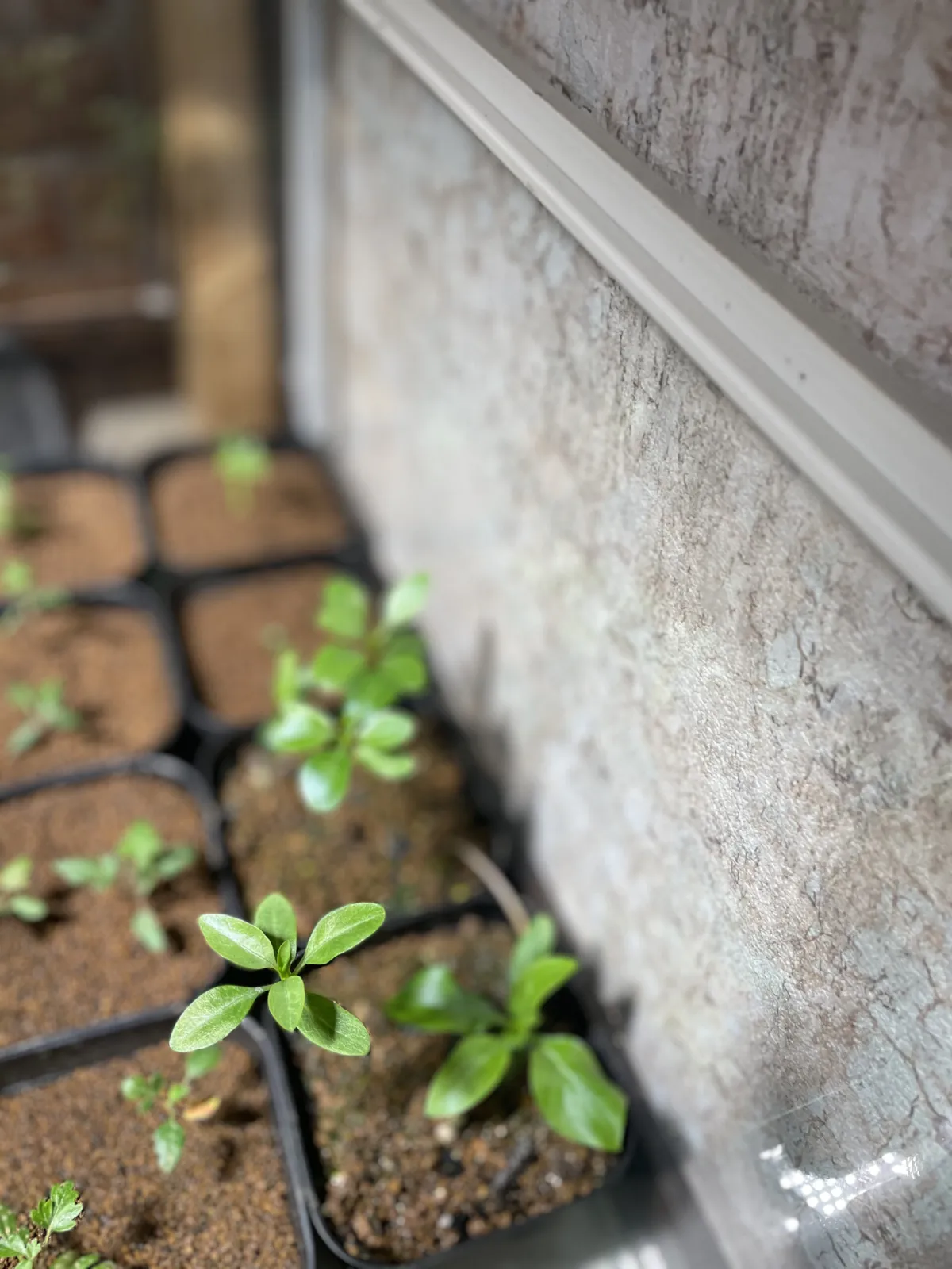 Fouquieria formosa (フォークイエリア フォルモサ)