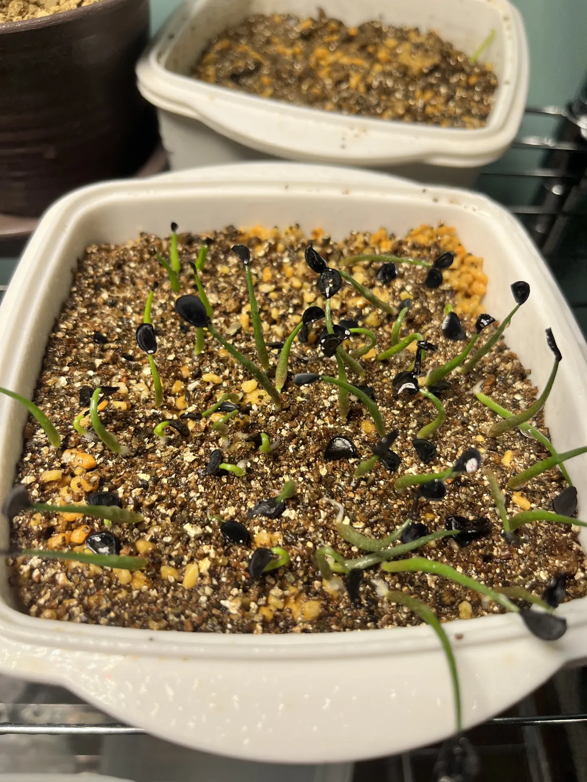 Agave seemanniana (アガベ シーマニアナ)