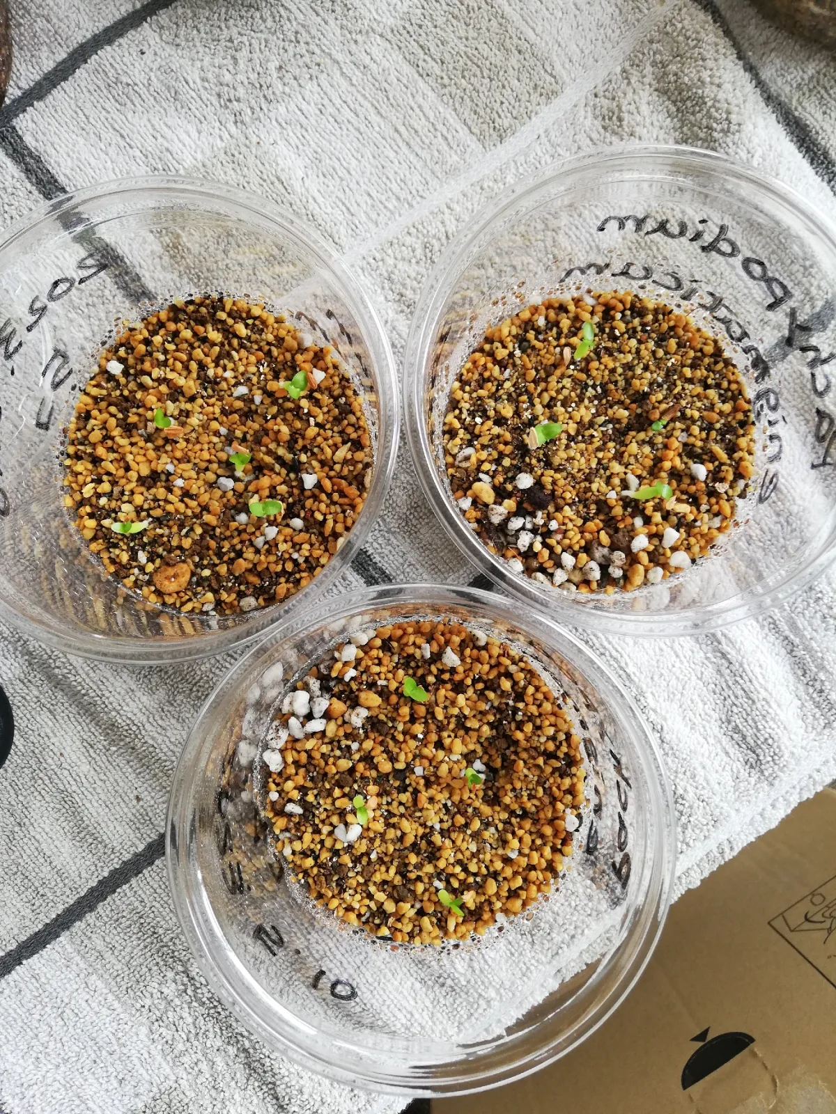 Pachypodium enigmaticum (パキポディウム エニグマチカム)