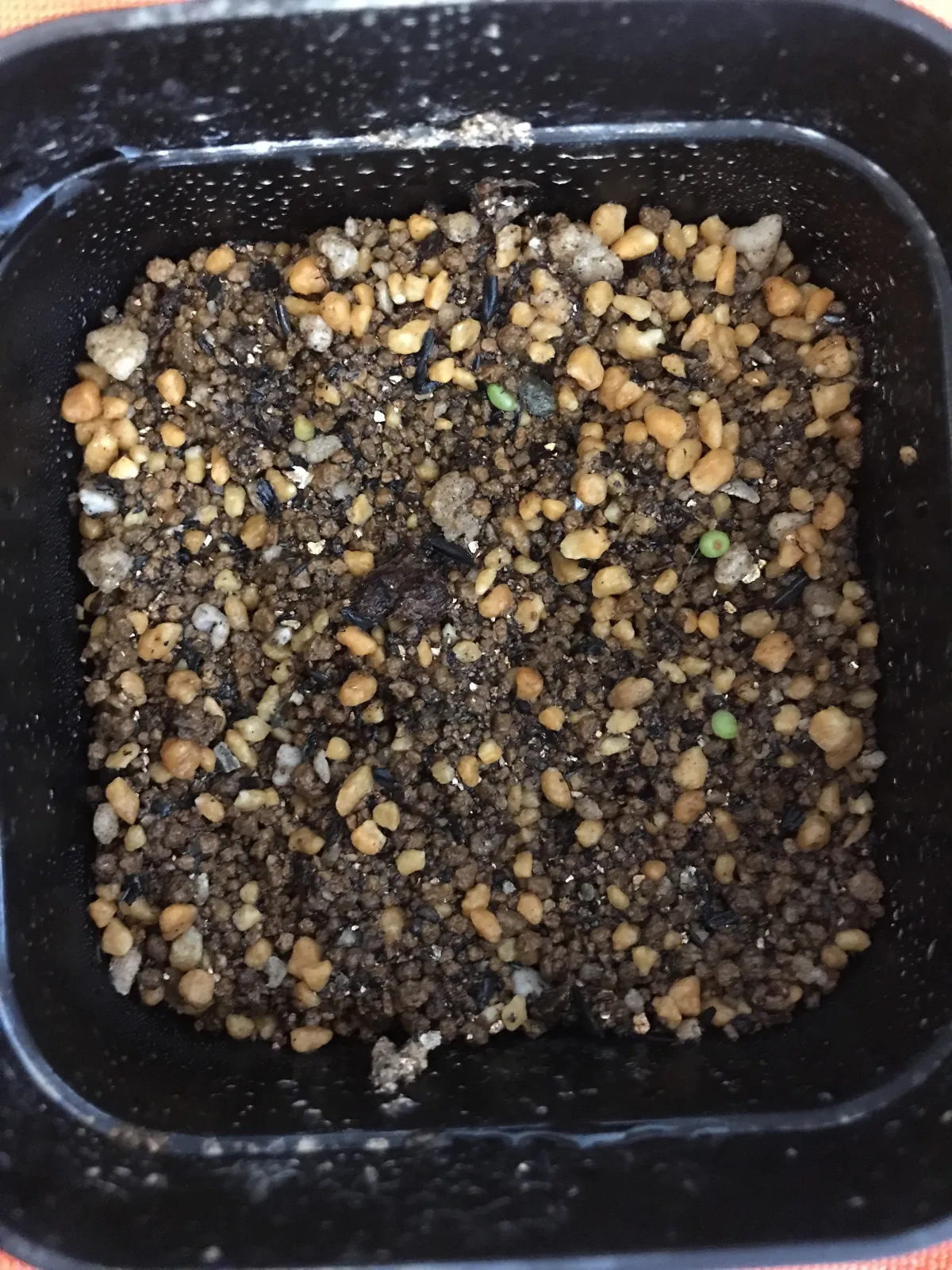 Ariocarpus kotschoubeyanus var. macdowellii (アリオカルプス マクドウェリイ)