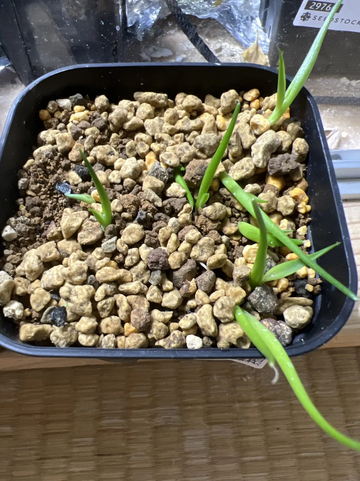 Agave utahensis ssp. kaibabensis (アガベ カイバベンシス)