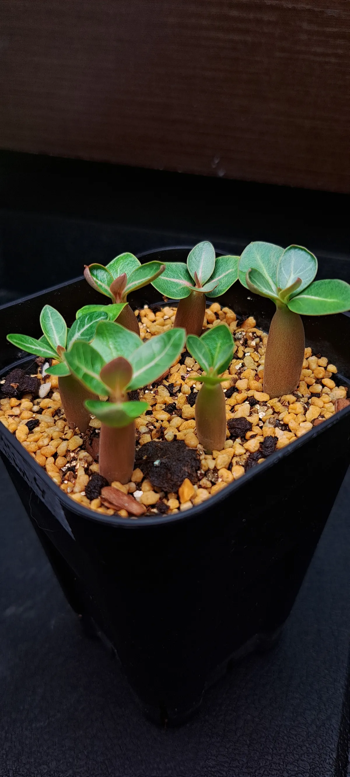 Adenium arabicum 'Godji hybrid' (アデニウム アラビカムゴッジハイブリッド)