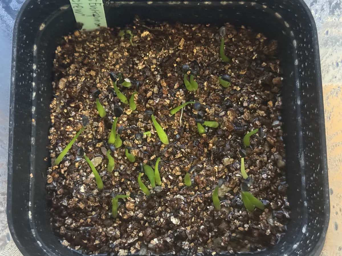 Agave utahensis var. eborispina 'Corkscrew' (アガベ ユタエンシスコークスクリュー)