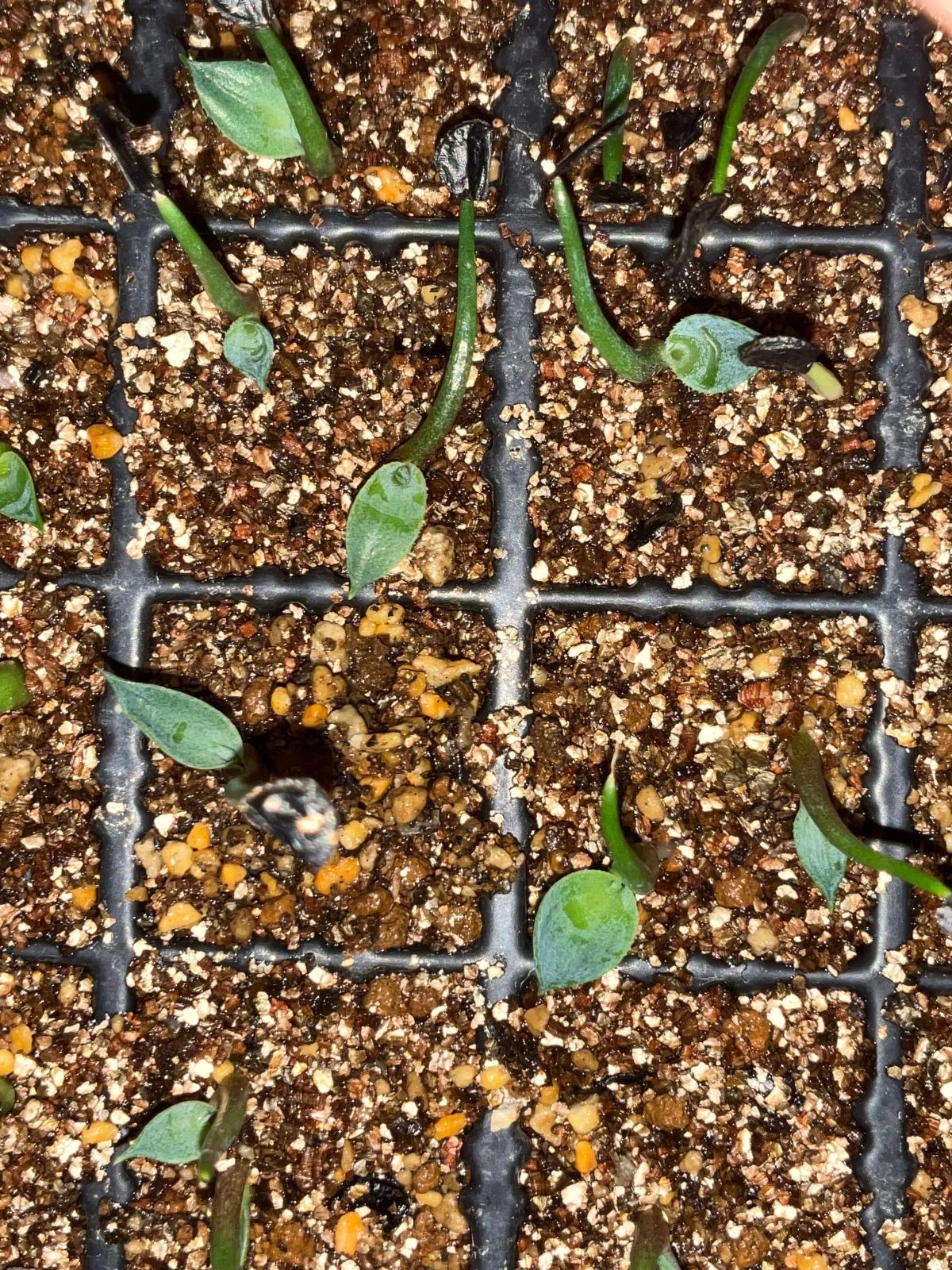 Agave congesta (アガベ コンゲスタ)