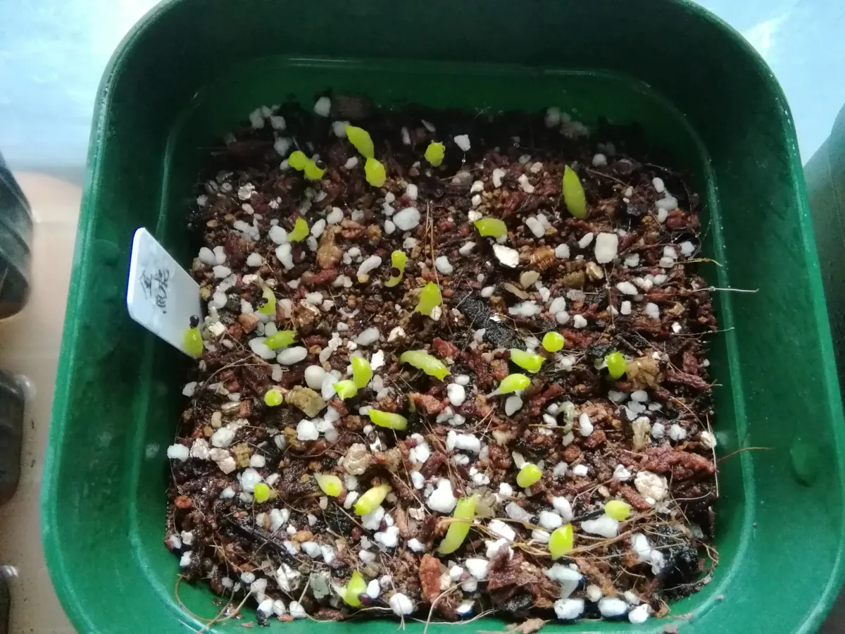 Echinocactus grusonii (エキノカクタス キンシャチ)