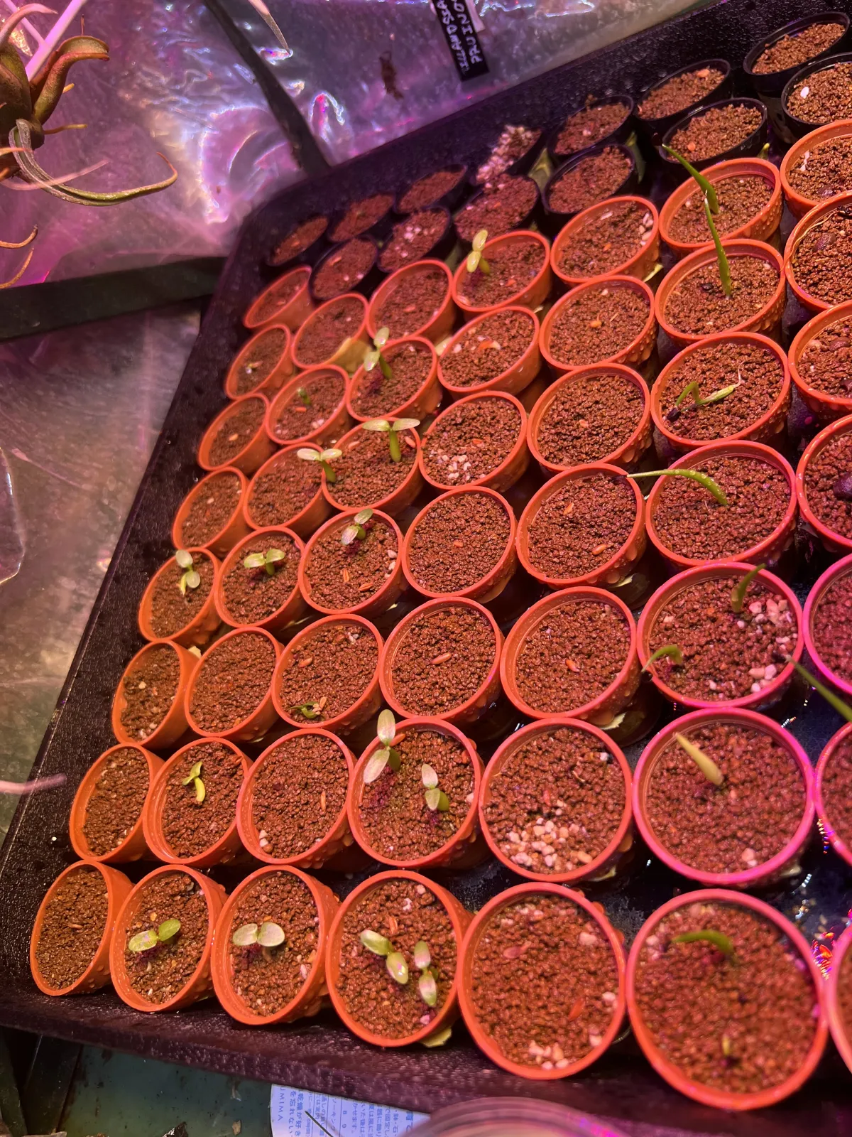 Pachypodium densiflorum var. densiflorum (パキポディウム デンシフローラム)