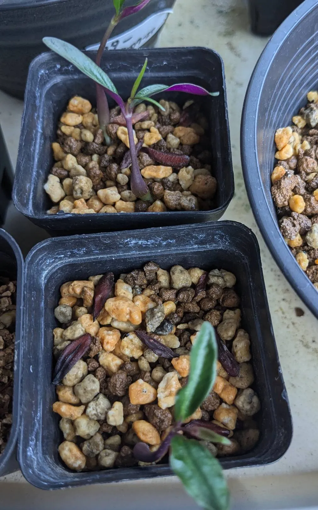 Petopentia natalensis (ペトペンチア ナタレンシス)