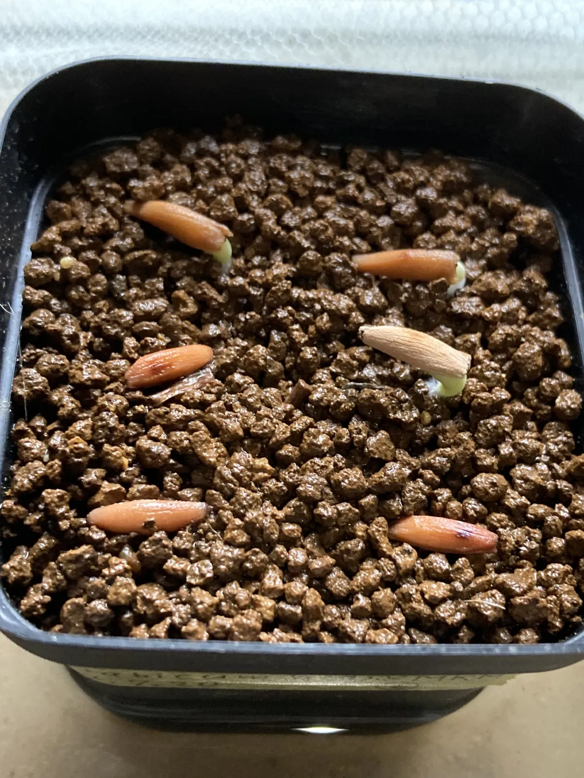 Adenium arabicum Godji x MKMK (アデニウム アラビカム ゴッジ x MKMK)