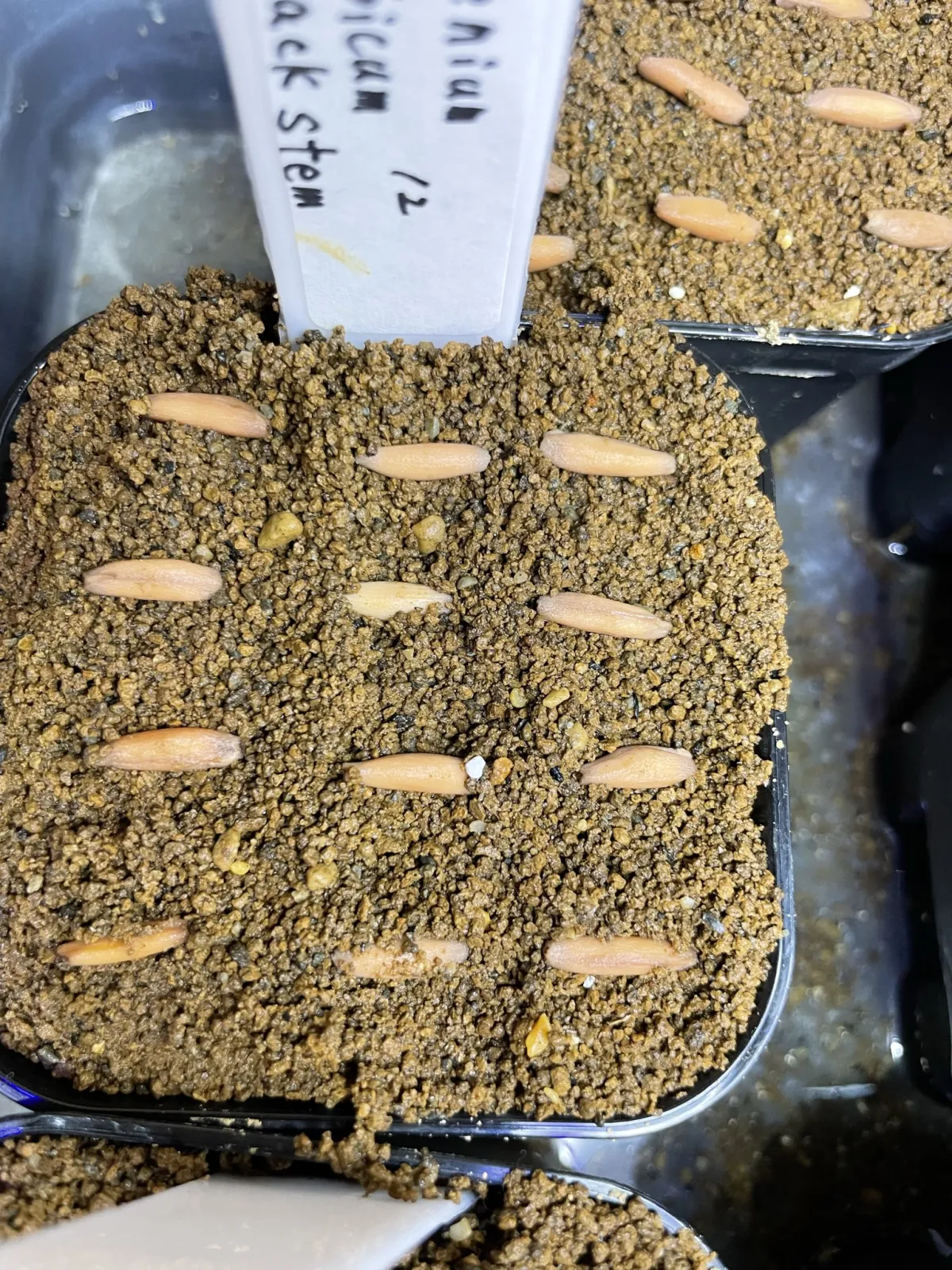 Adenium arabicum Black Stem (アデニウム アラビカム ブラックステム)