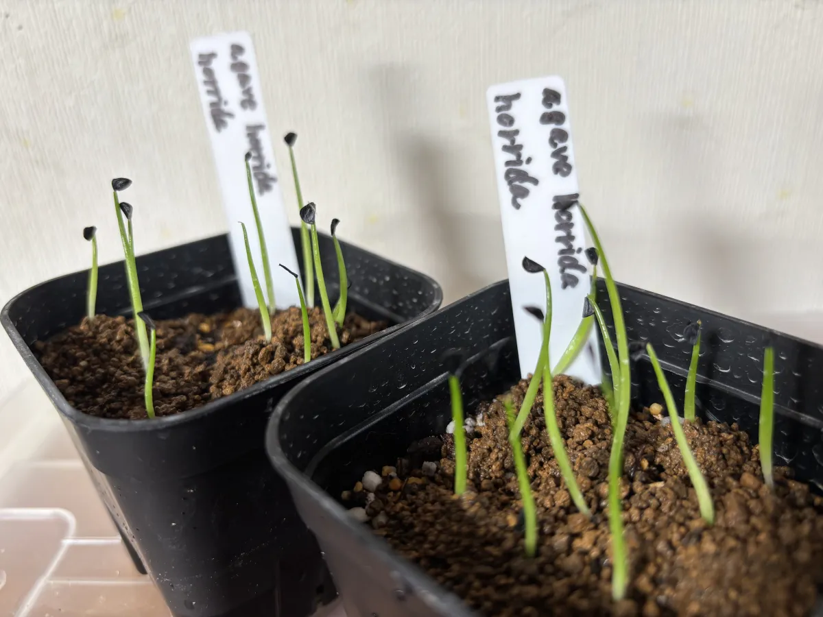 Agave horrida ssp. horrida (アガベ ホリダ)