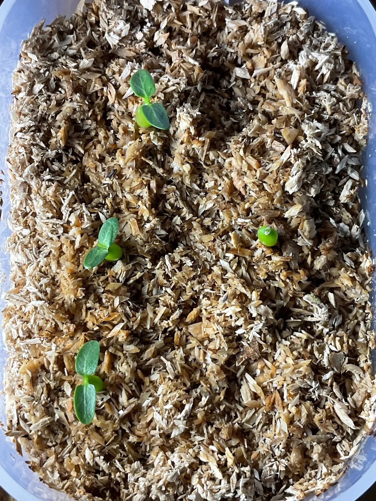 Pachypodium rosulatum subsp. makayense (パキポディウム マカイエンセ)