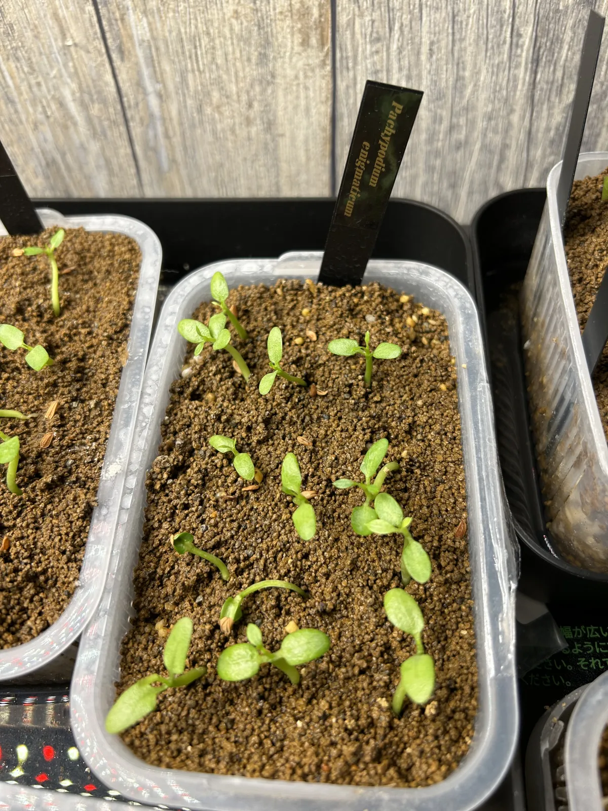 Pachypodium enigmaticum (パキポディウム エニグマチカム)