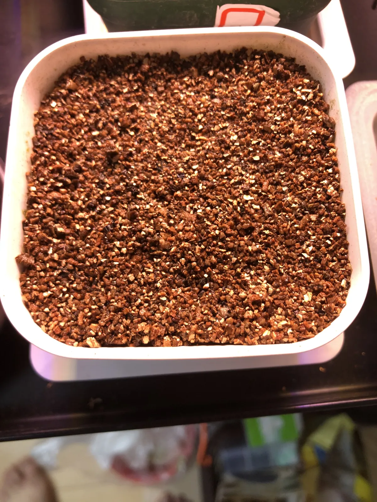 [無料種子] 発芽難 パキポディウム グラキリス　 Pachypodium rosulatum var. gracilius