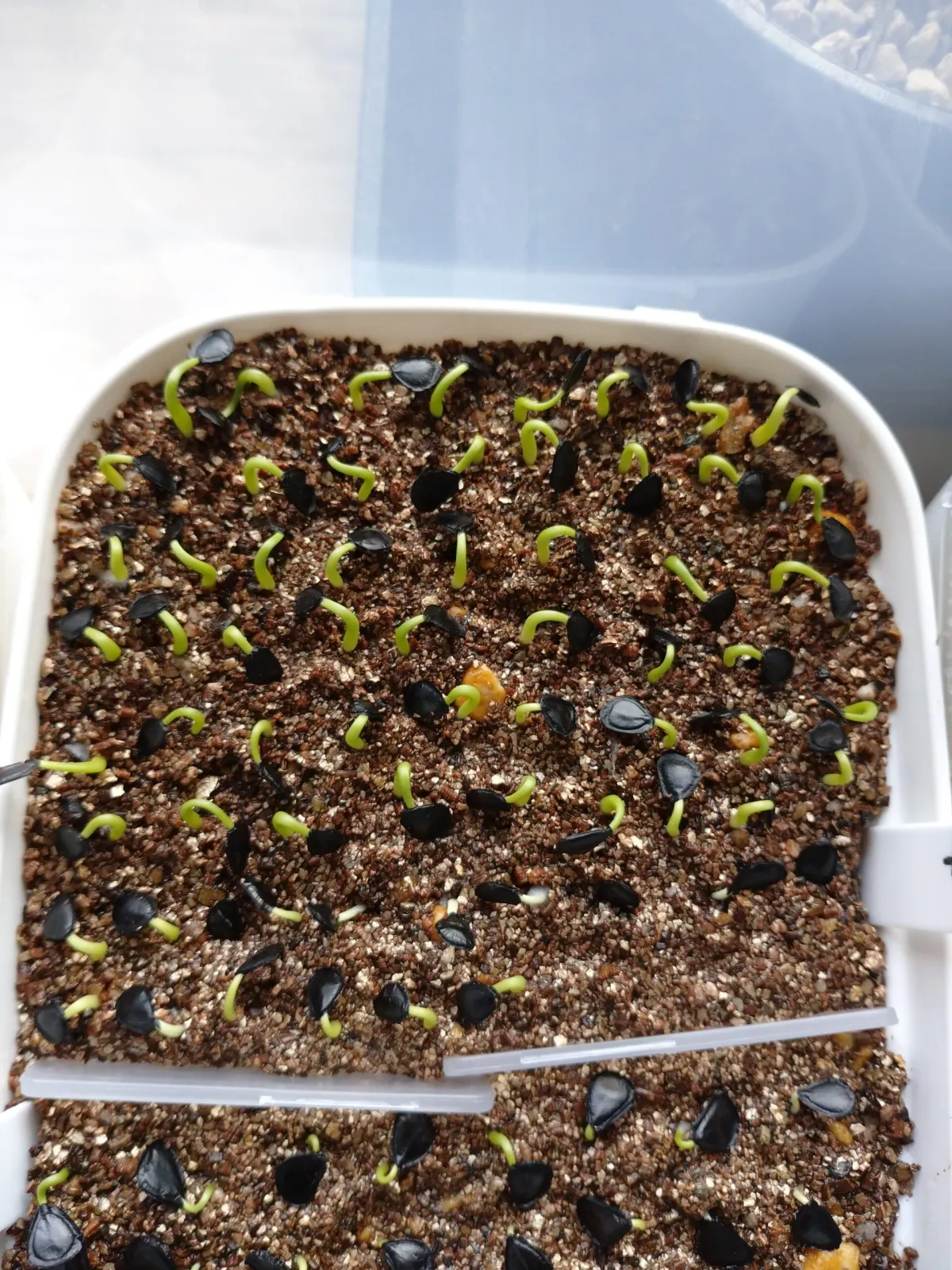 Agave americana ssp. americana (アガベ アメリカーナ)