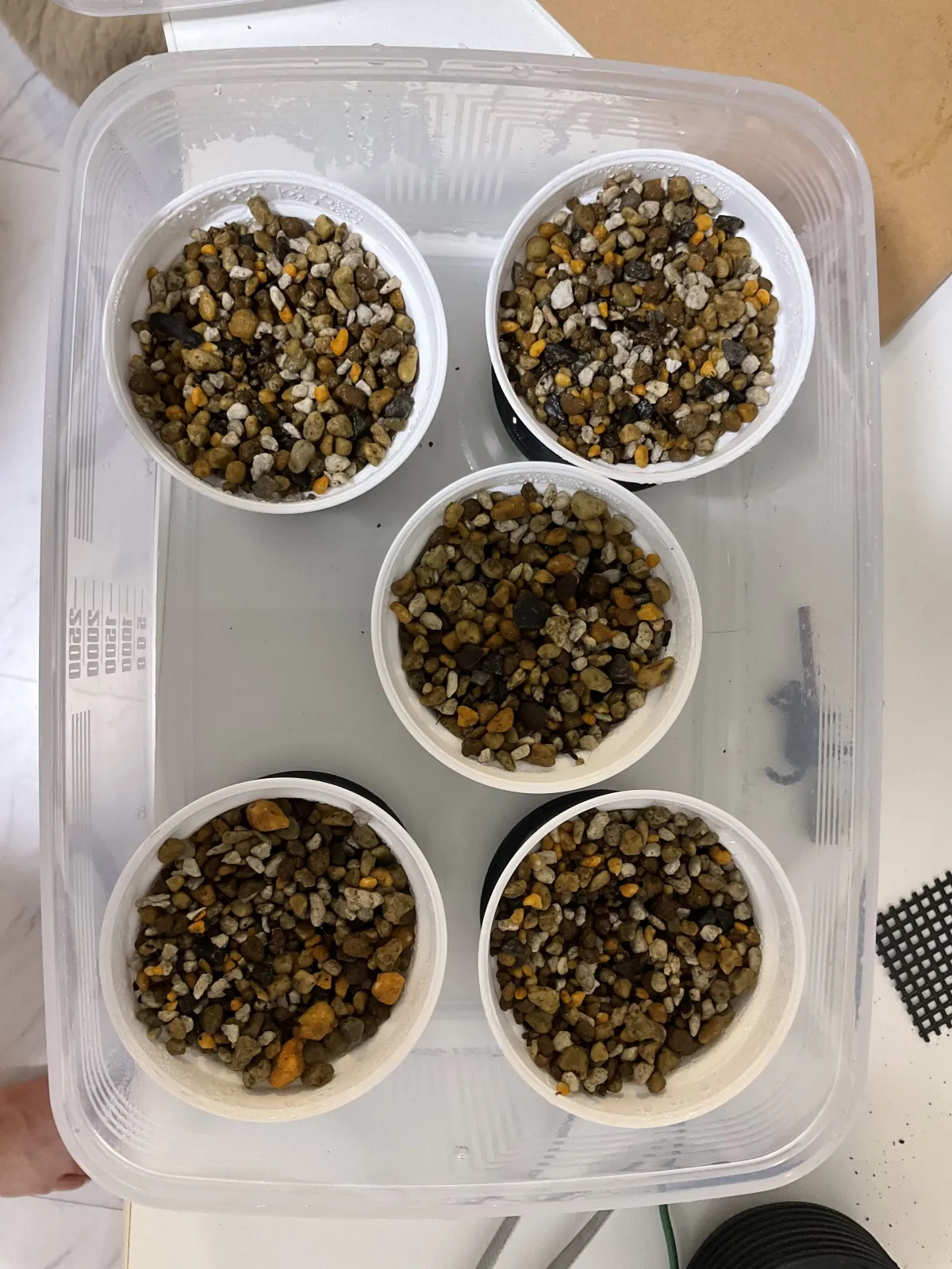 Boswellia neglecta (ボスウェリア ネグレクタ)