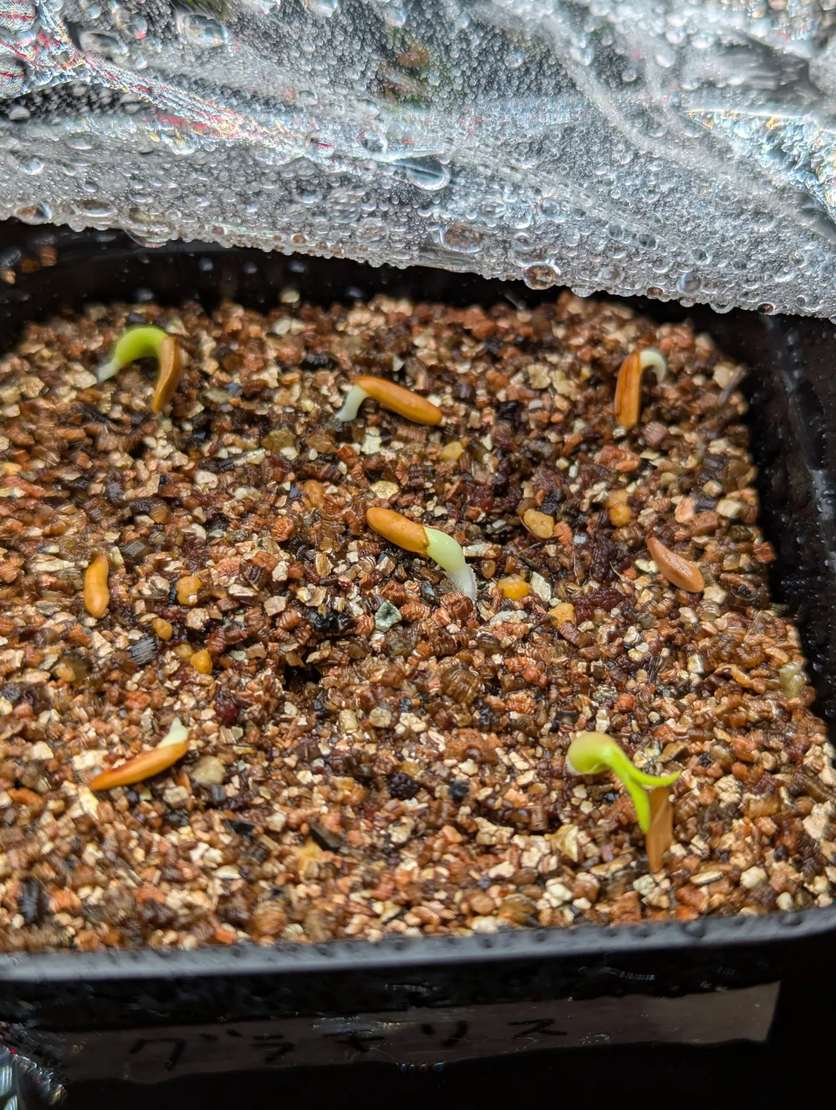 Pachypodium rosulatum var. gracilius (パキポディウム グラキリス)