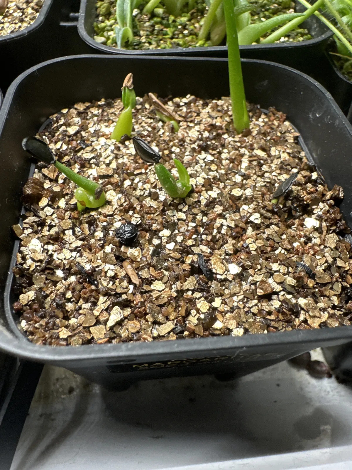 Agave margaritae (アガベ マルガリータ)