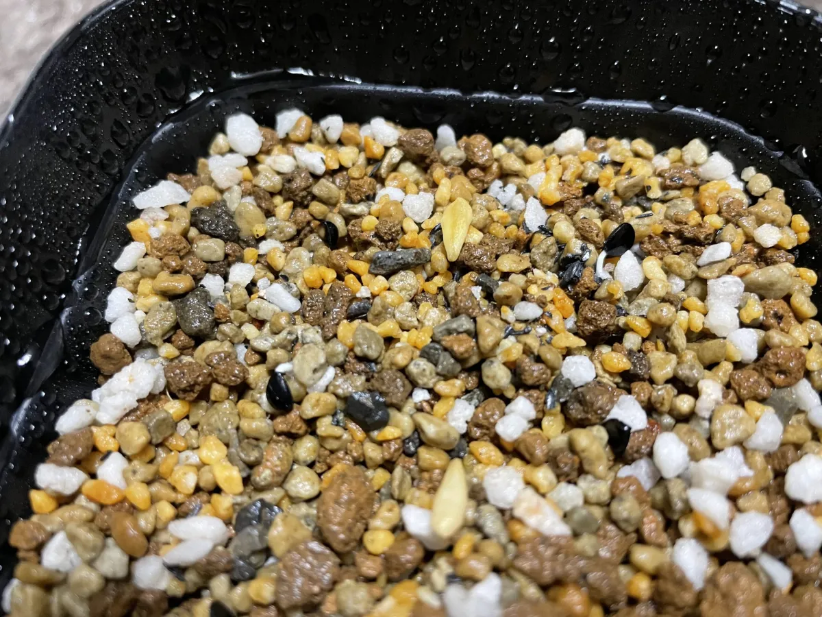 Agave utahensis var. eborispina (アガベ エボリスピナ)