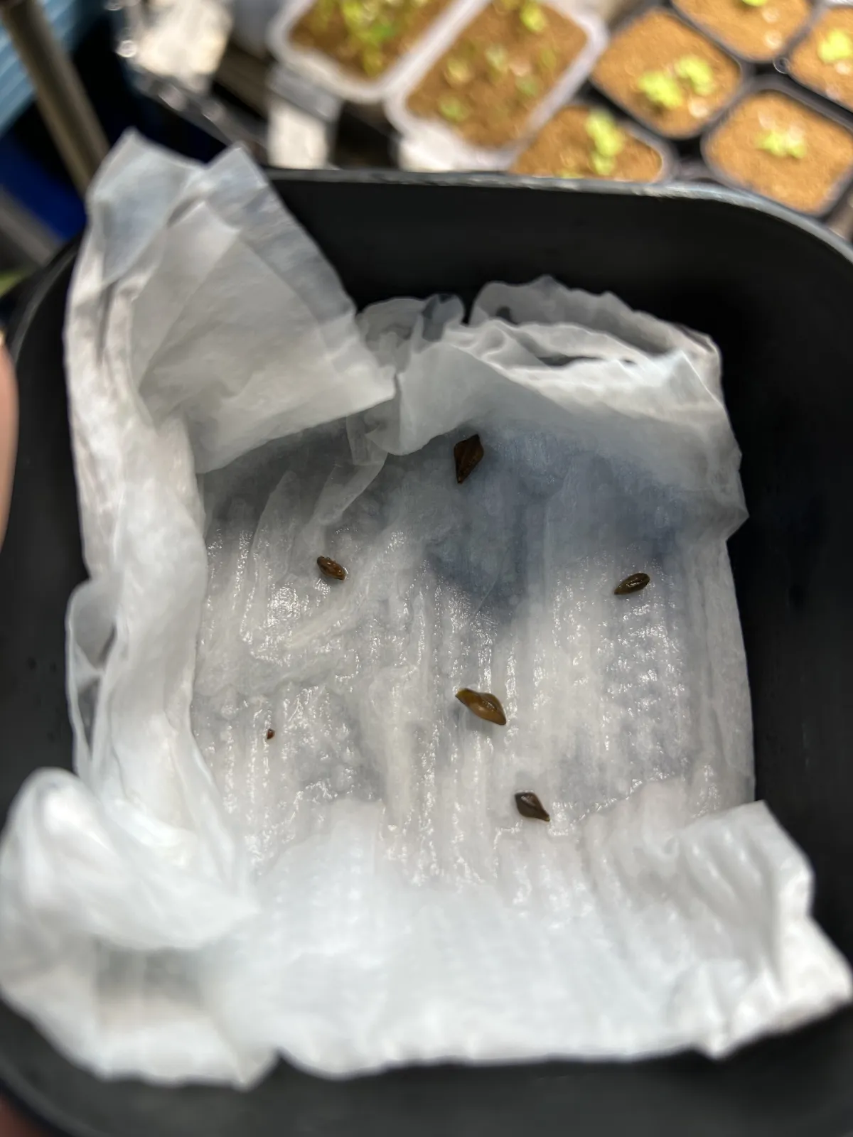 Senna meridionalis (センナ メリディオナリス)