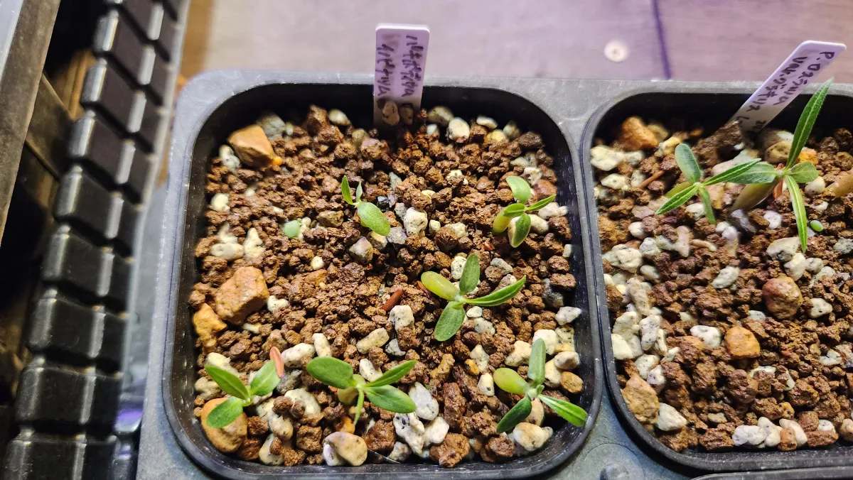 Pachypodium rosulatum var. inopinatum (パキポディウム イノピナツム)