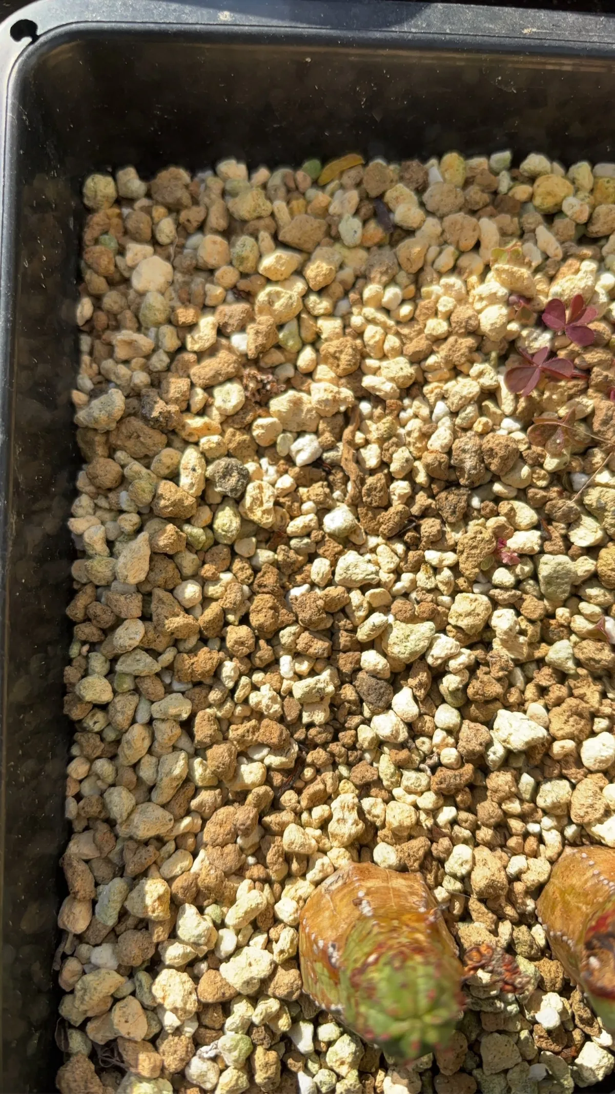 Euphorbia graniticola (ユーフォルビア グラニティコラ)