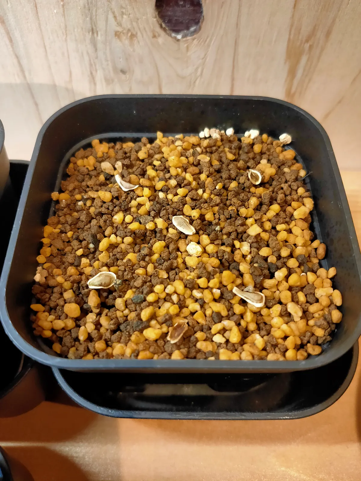 Fockea edulis (フォッケア 火星人)