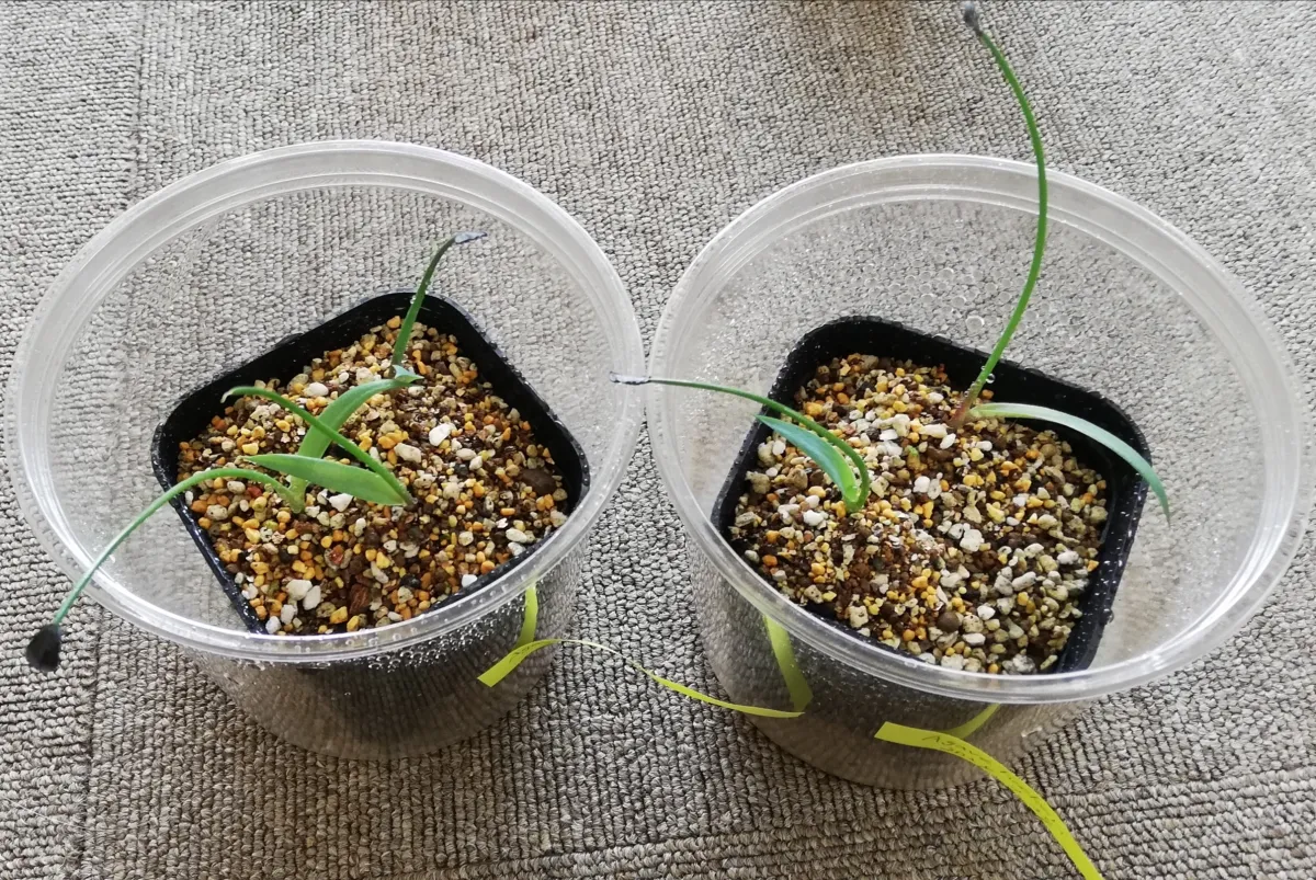 Agave hookeri (アガベ フーケリ)